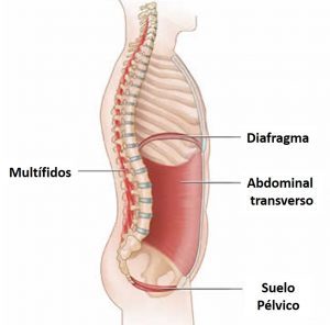 Core transverso